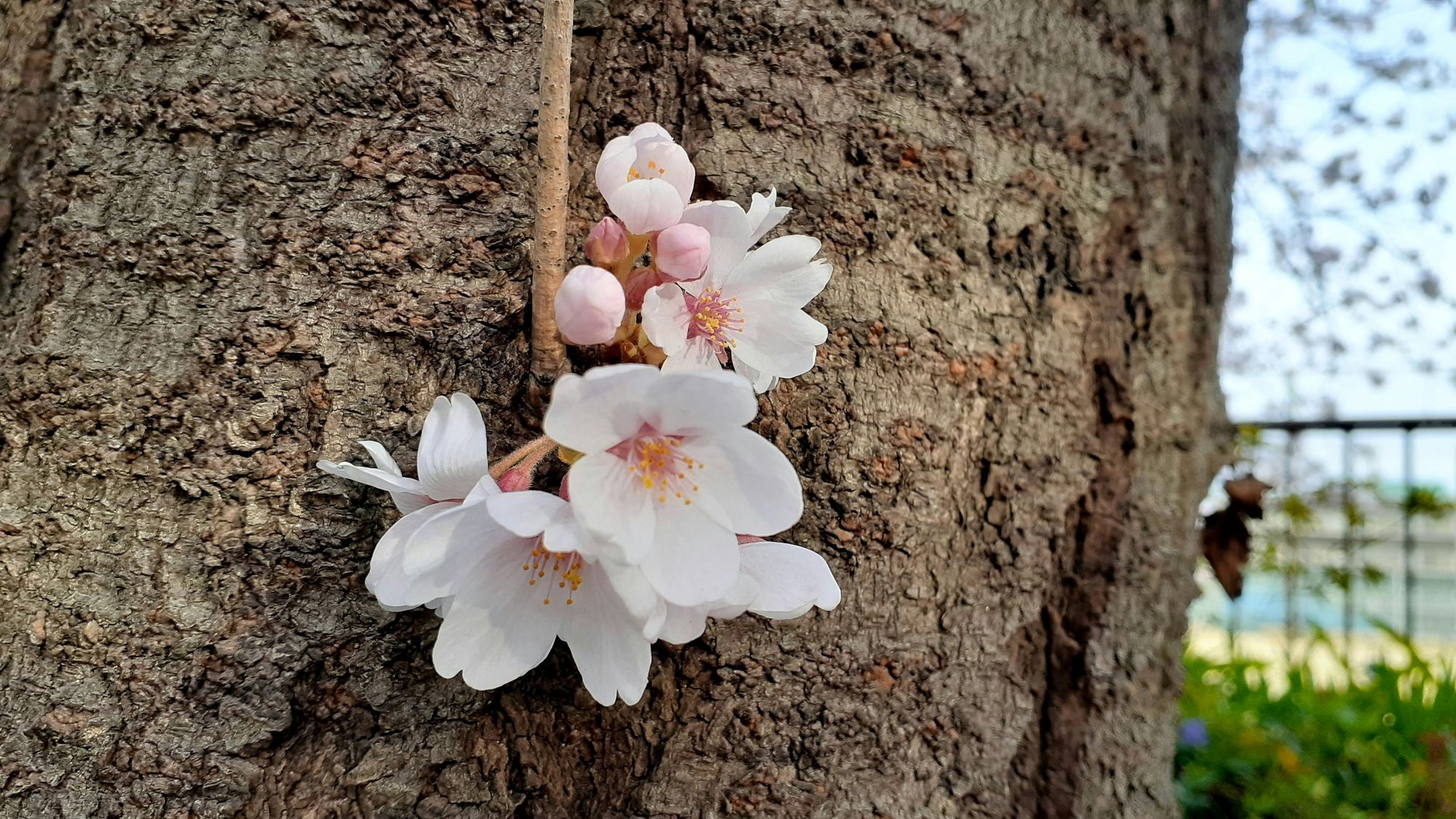 Japanische Kirschblüte: Die 10 besten japanischen Wörter für den Frühling